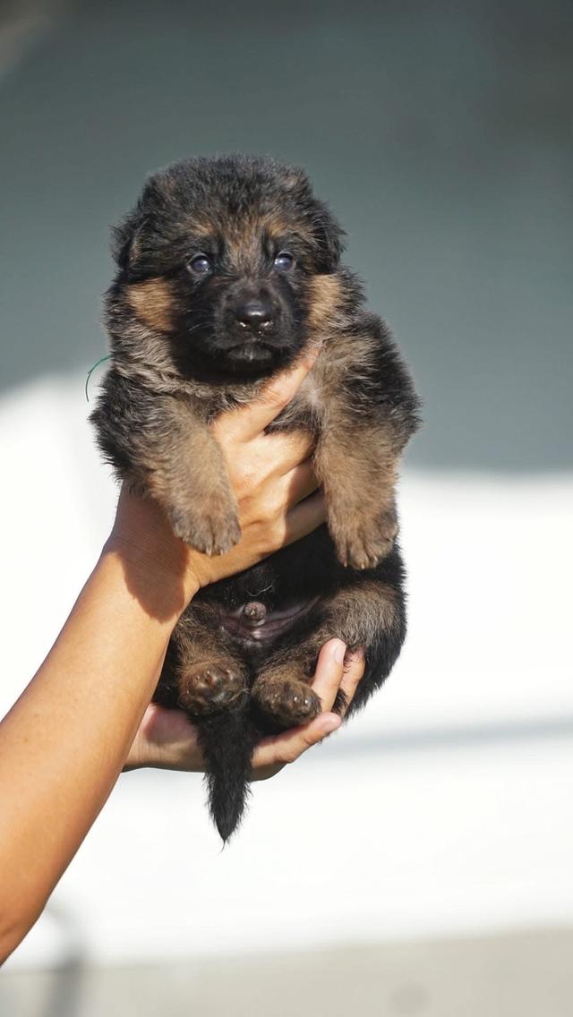 ลูก German Shepherd ตัวผู้ 2