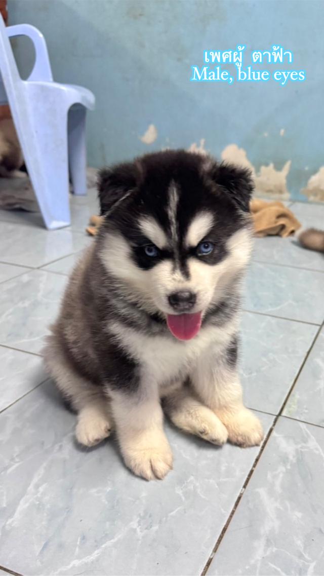 ไซบีเรียนวูดลี่โค้ช ชาย3