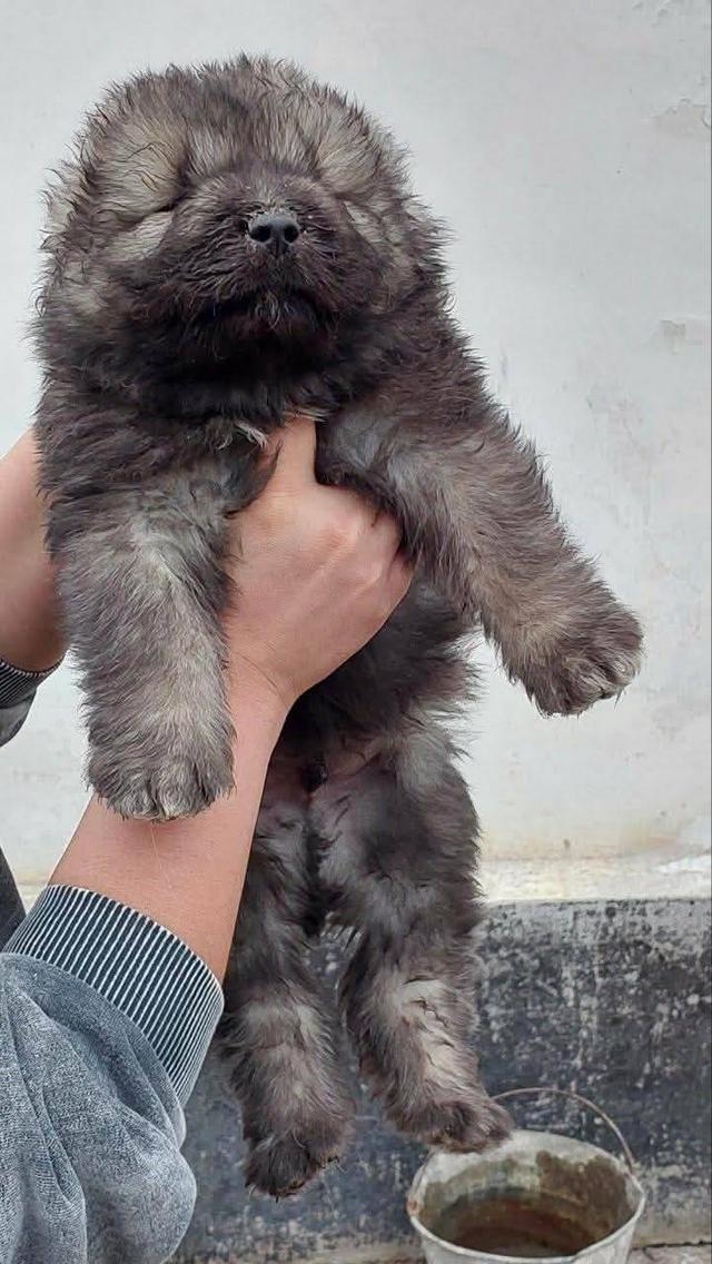 เปิดจองพรีออเดอร์น้องหมาคอเคเซียน เชพเพิร์ด Caucasian Shepherd ลูกนอกนำเข้า รูปที่ 6