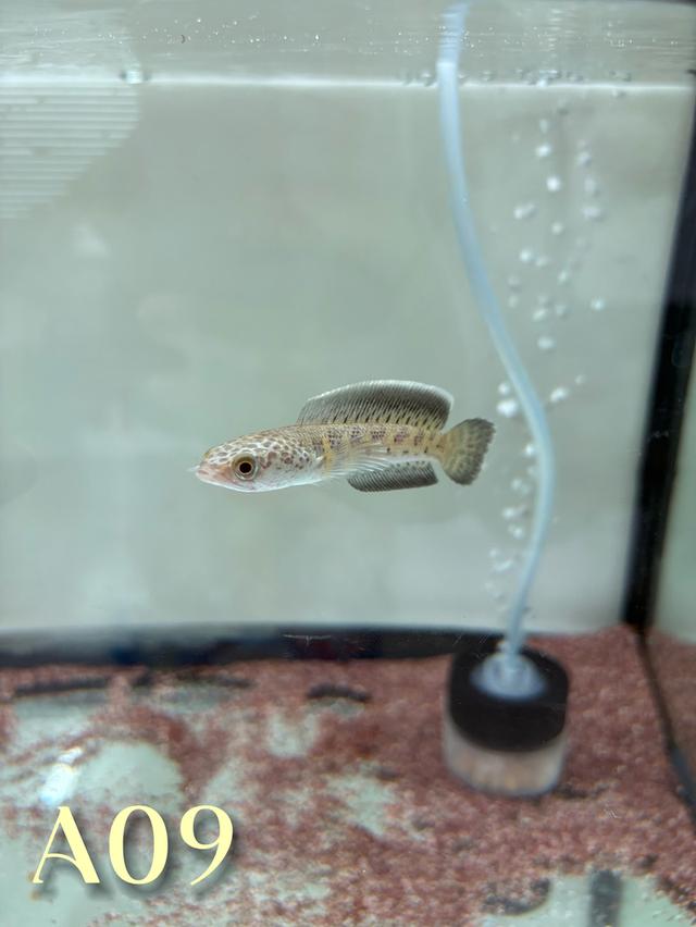 Auranti CB ( Hi-Fin ) 2.5-3.0 Channa Fish #oscar_channa_fish รูปที่ 8