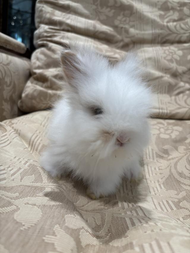 Teddy Bear Rabbit