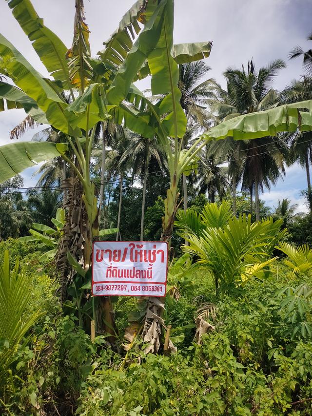ที่ดินนาสีทองเขตเทศบาล 2