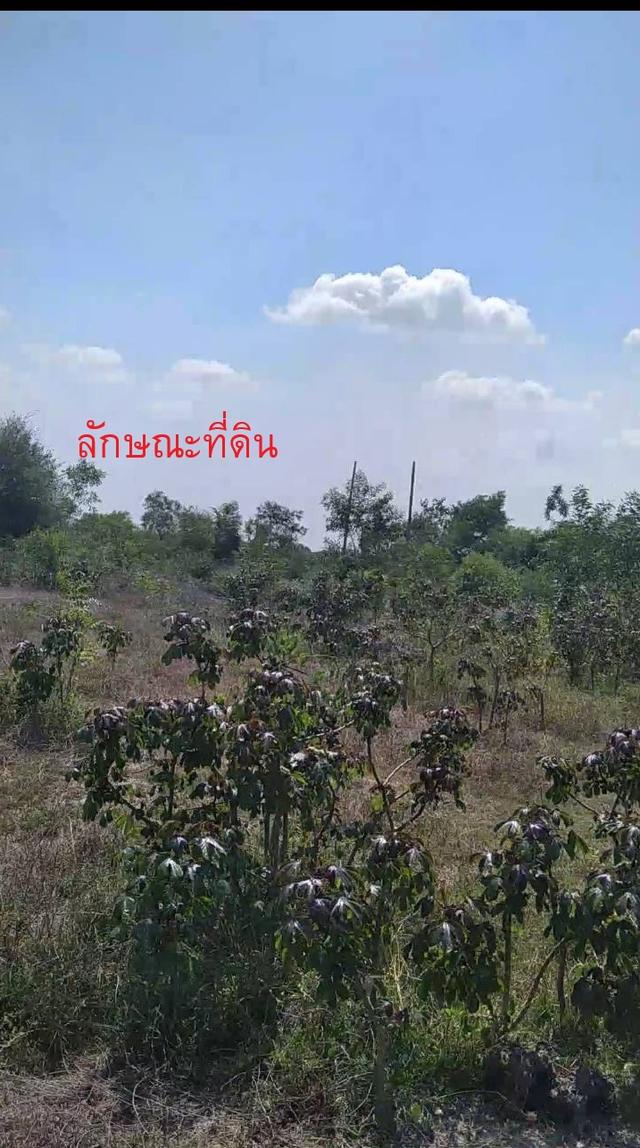 ขายที่ดินจัดสรร 72 ตรว. ใกล้สี่แยกบางคล้า ต.เสม็ดเหนือ จ.ฉะเชิงเทรา 8