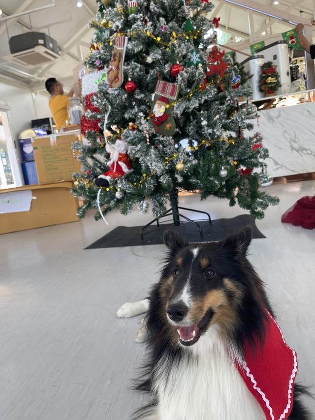 เชลตี้ shetland sheep dog (ลูกของน้องคนนี้) 10