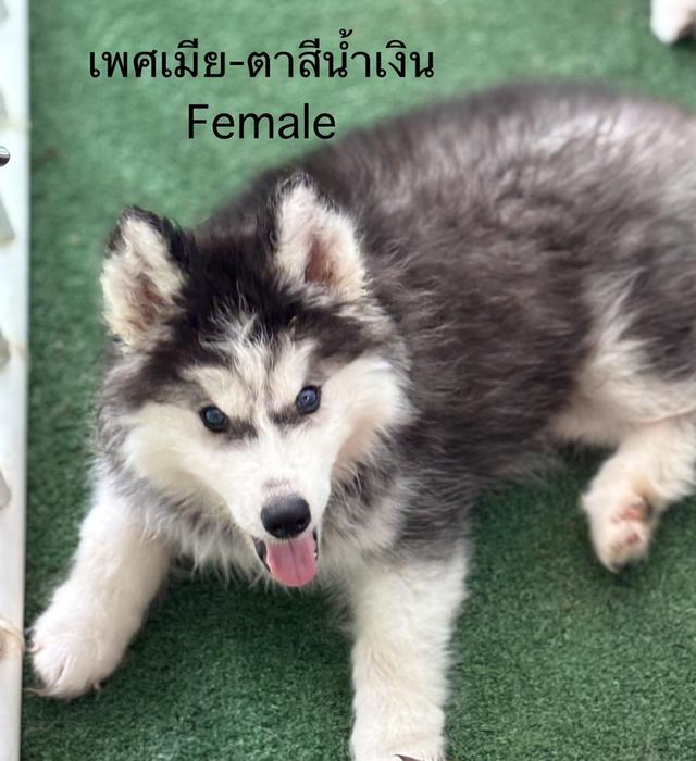 สุนัขไซบีเรียนฮัสกี้ รูปที่ 6