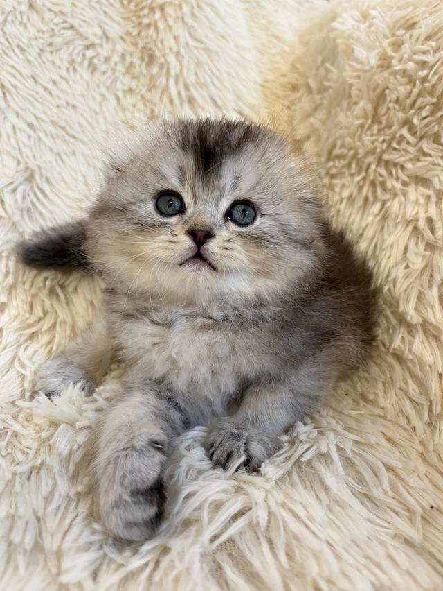 แมว สก๊อตติชขนยาว   🔥🔥🏠🔥 รูปที่ 8