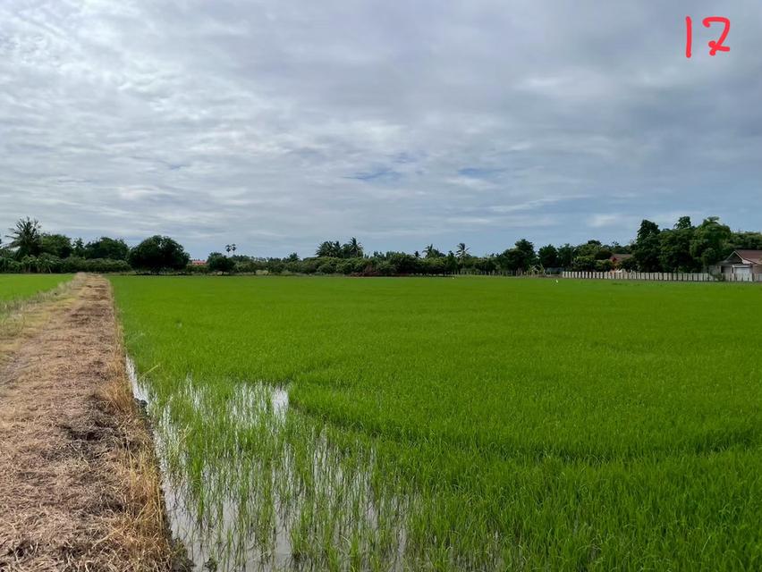 ขายด่วนที่ดินแปลงสวย 10 ไร่ 13