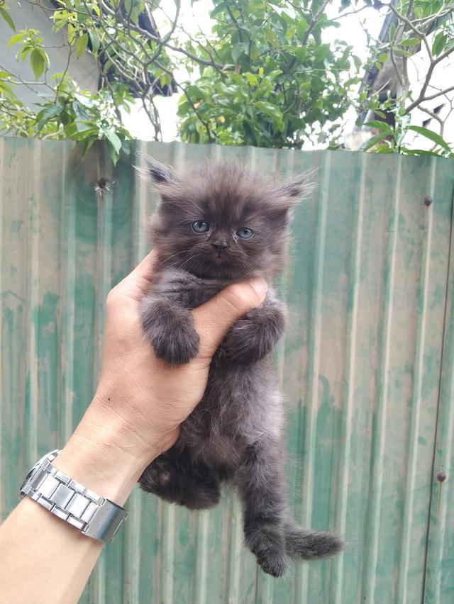 แมวเปอร์เซียแท้ เพศหญิง😻