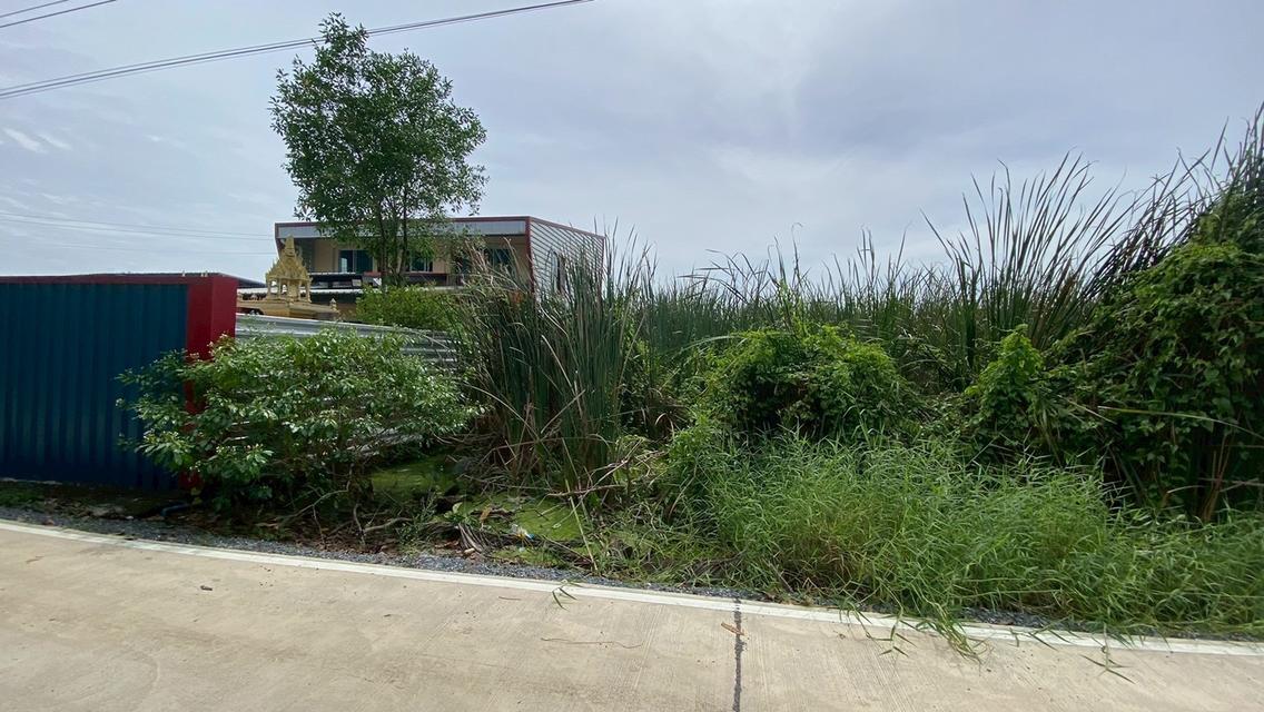 Vายถูกที่ดินคลองสี่ 200 ตารางวา ติดถนนคอนกรีต ซอย คลองสี่ตะวันออก 66 อ.คลองหลวง จ.ปทุมธานี 7