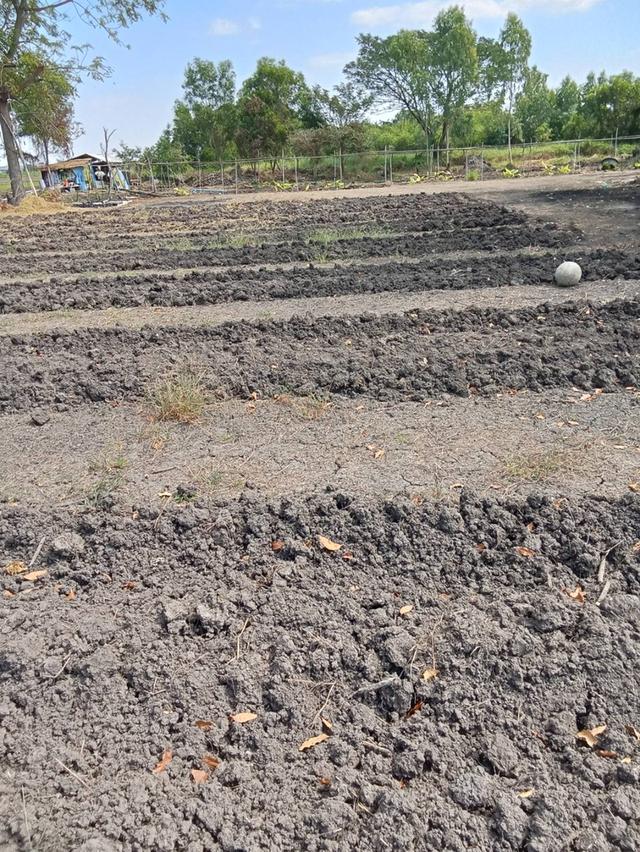 ขายที่ดิน 5ไร่ คลอง5 ธัญบุรี ปทุมธานีซอยคลอง5 ตะวันตก44 ติดกับหมู่บ้านทัศนี เยื้องสนามกอล์ฟAlpine 6