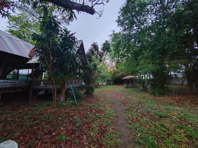 ขายที่ดินพร้อมสิ่งปลูกสร้าง บ้านเรือนไทย โฉนดที่ดิน ครุฑแดง อำนาจเจริญ  2
