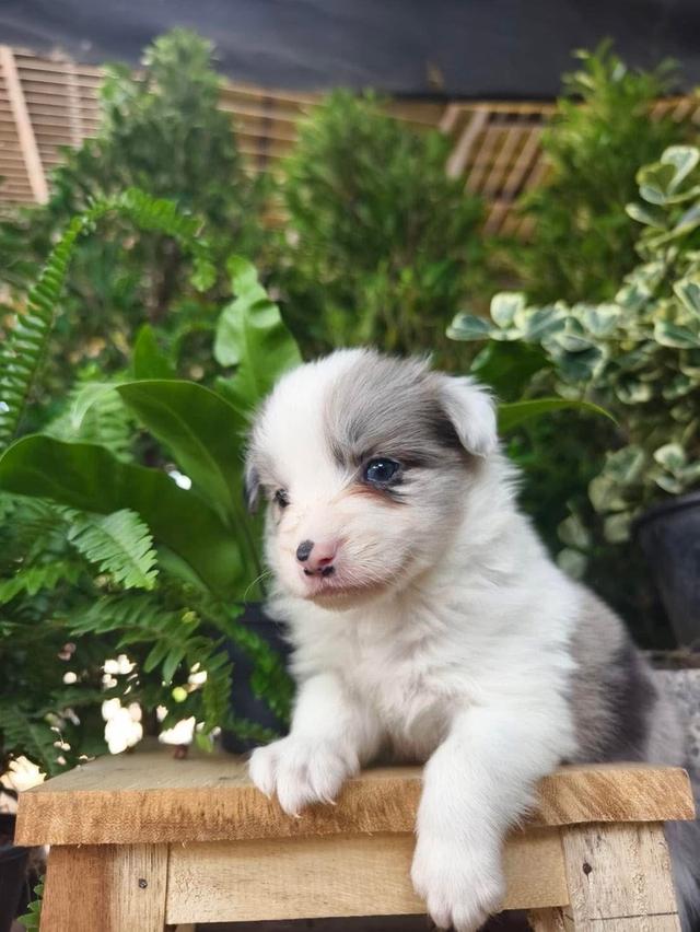 ลูกหมา Border Collie 4