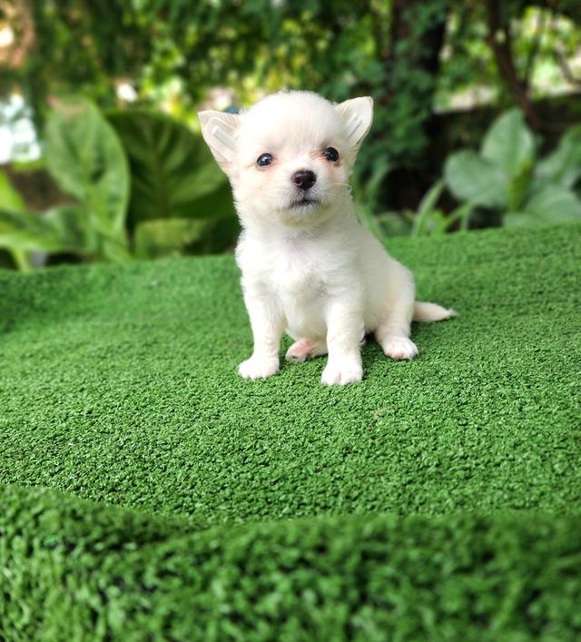 ชิวาว่าแท้ไซส์เล็กอุดรธานี รูปที่ 4