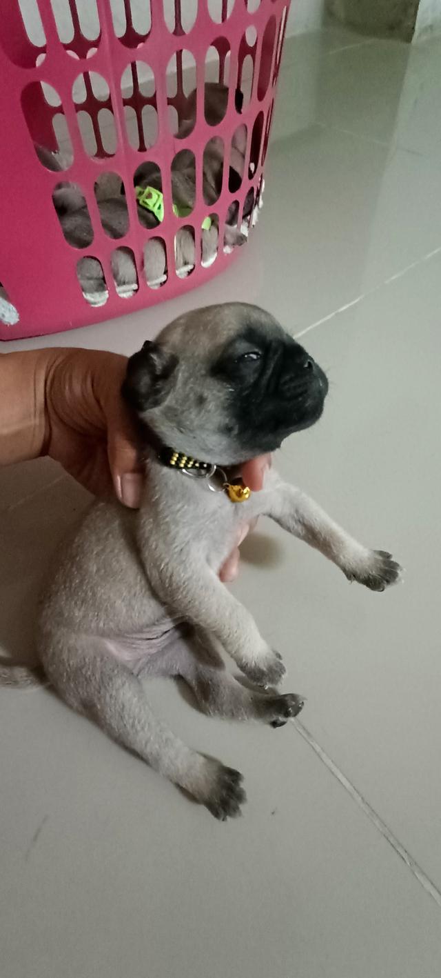 ขายน้องปั๊กแท้ ชลบุรีครับ 4