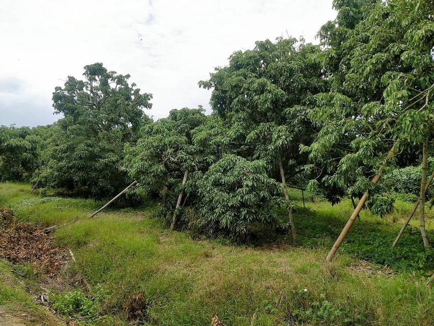 ที่ดินหางดงใกล้มหาวิทยาลัยนอร์ 2-2-64 ตรว 4.5ล้าน  3