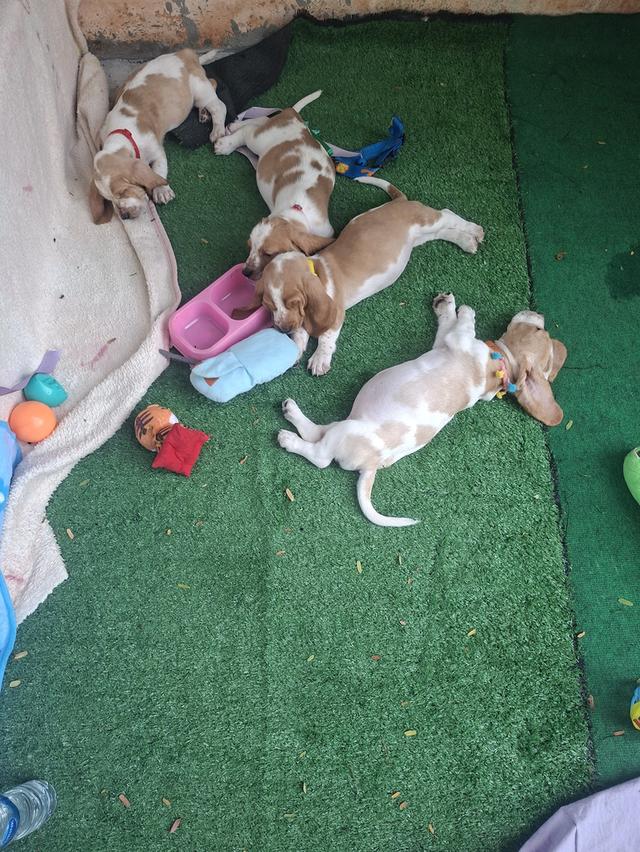 บาสเซ็ตฮาว์ดใบเพ็ดสมาคมพัฒนาพันธุ์สุนัข รูปที่ 3