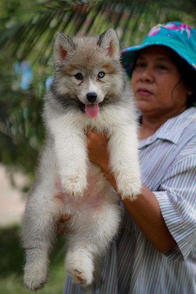 Siberian husky