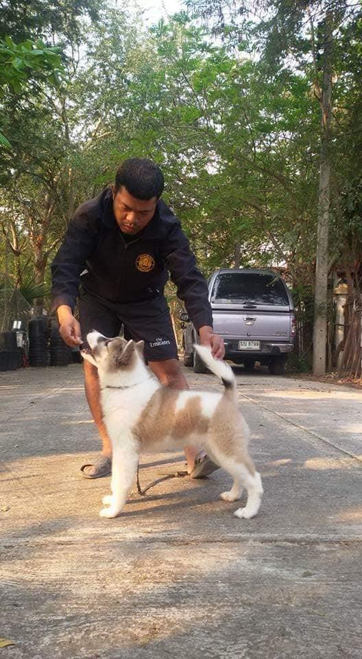 Thai Bangkaew Puppies for sale