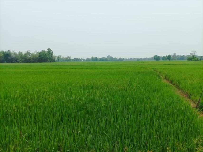 ขายที่ดิน ราคา8,000บาท/ตร.ว. ต.สง่าบ้าน อ.ดอยสะเก็ด จ.เชียงใหม่ 13