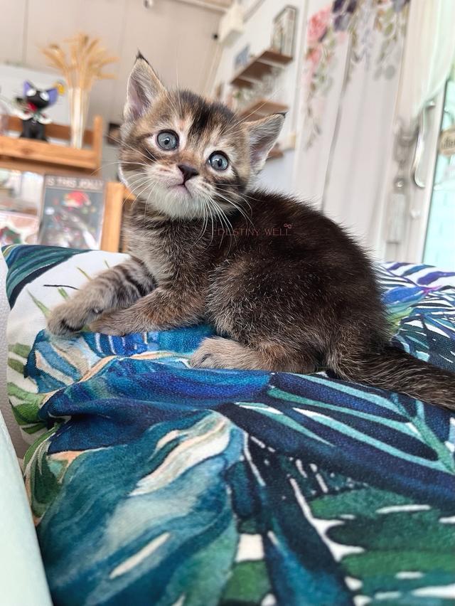 แมวสก๊อตติชโฟลด์ มีใบเพด scfc รูปที่ 6