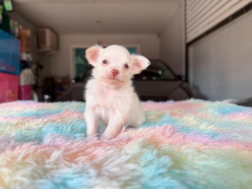 ปอมผสมชิวาวา เพศผู้ พิกัดรามอินทรา 15