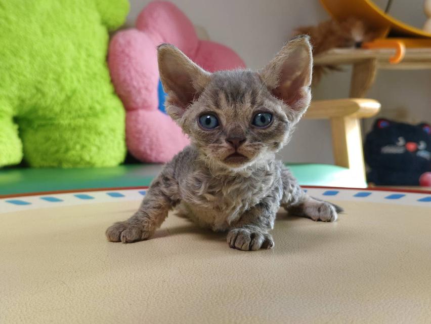 เดวอนเร็กซ์ Devon rex Oscat cattery chiangmai