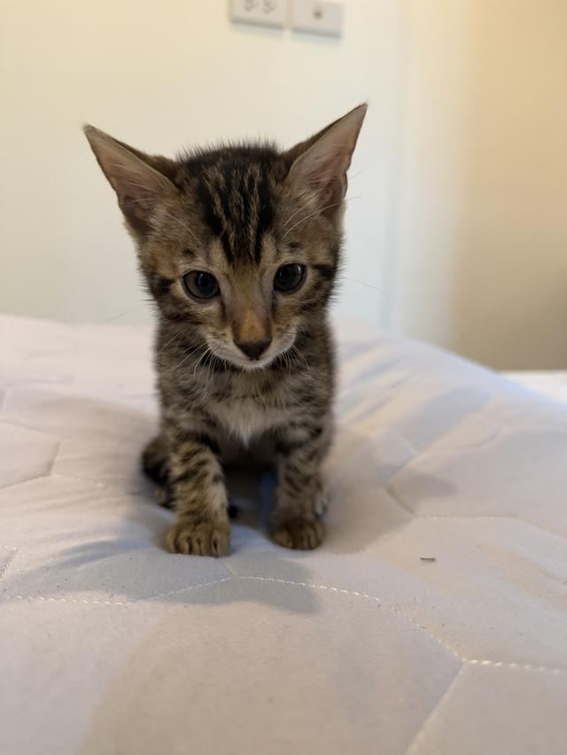 Bengali kitten 2 month trained
