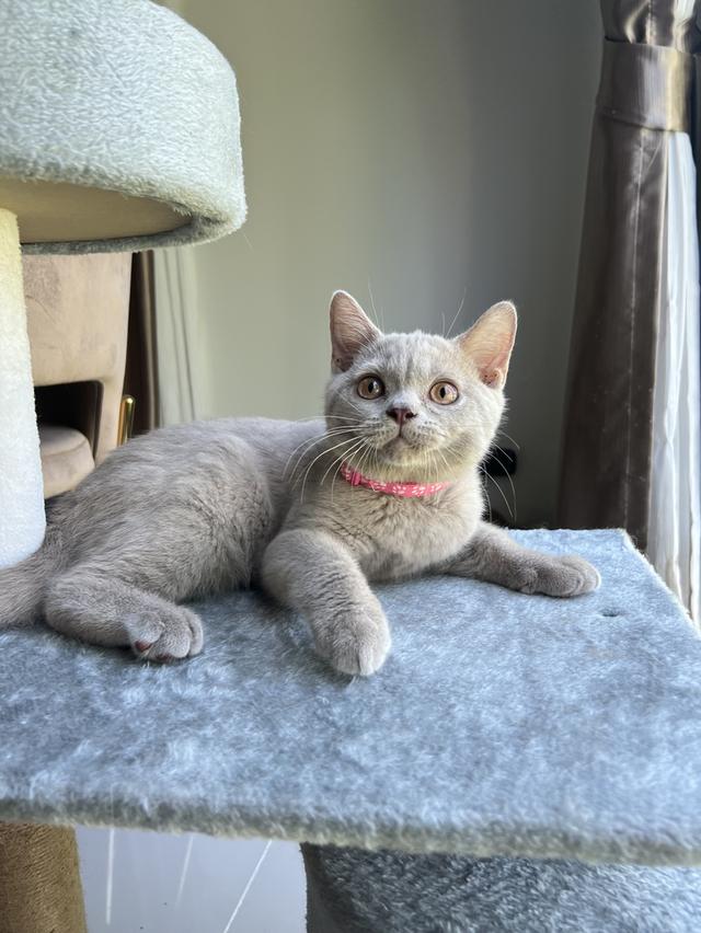 ลูกแมว บริติช ช็อตแฮร์ ใบเพ็ดนอกWCF(British Shorthair) 6