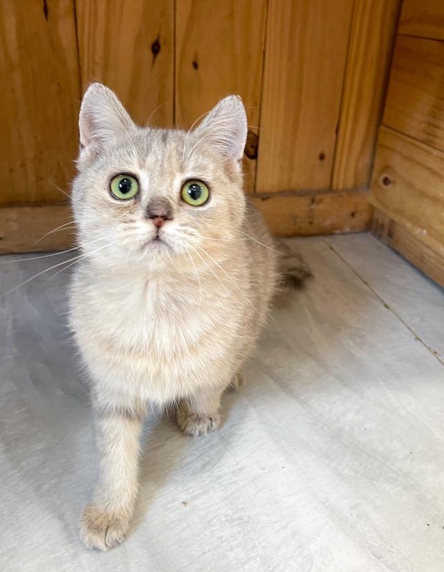 British Shorthair ใบเพ็ด WCF 11