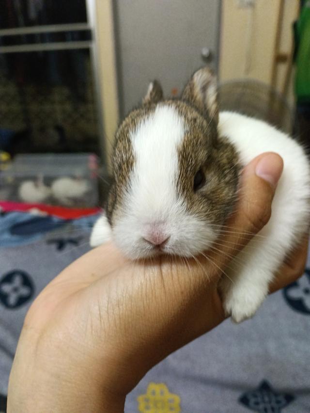 ขายกระต่ายค่ะราคาถูกคนกันเองส่งฟรีเเถวกรุงเทพ รูปที่ 2