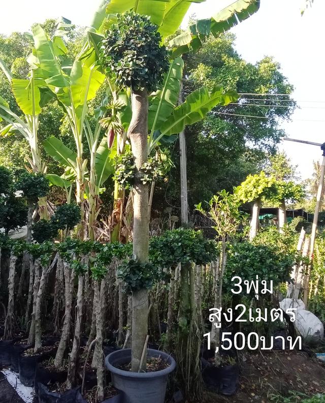 ไทรต่อยอดช้อนเงินช้อนทอง รูปที่ 20