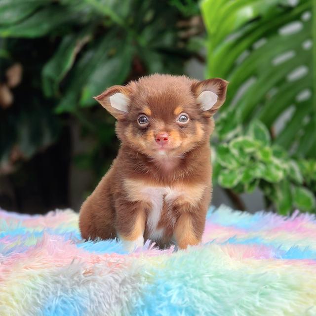 น้องเฟมัส ชิวาวาขนยาวสีช้อคแทนเพศผู้