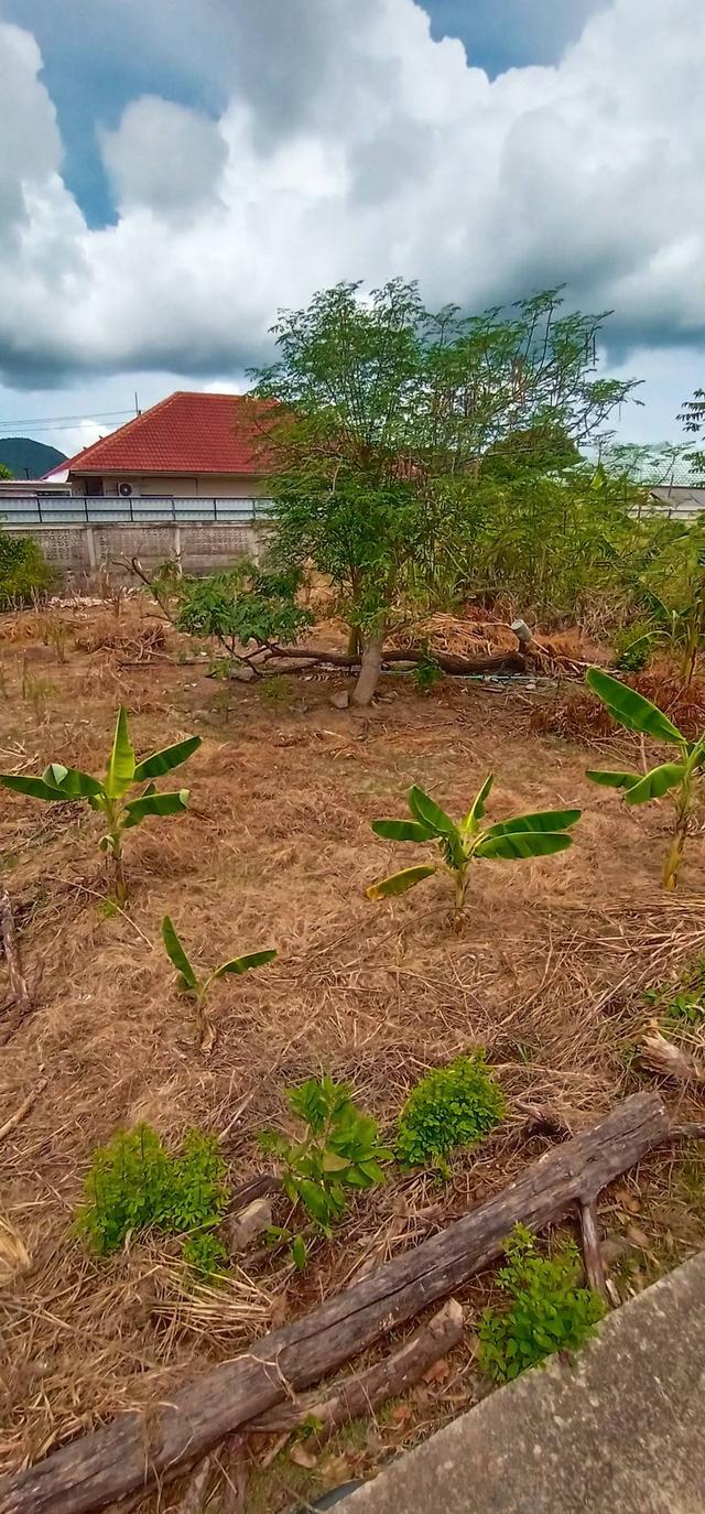 Land for Sale Bangsaray near the sea 94 SQW. 7