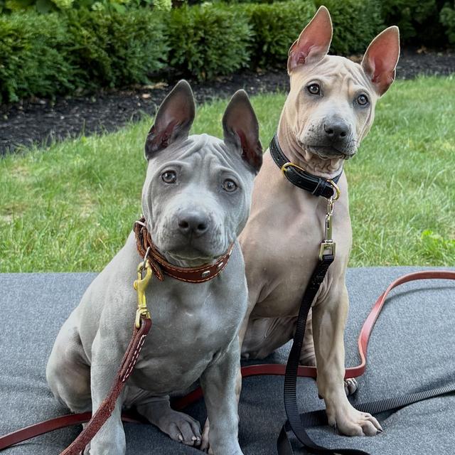 Trained Thai ridgeback puppies for sale