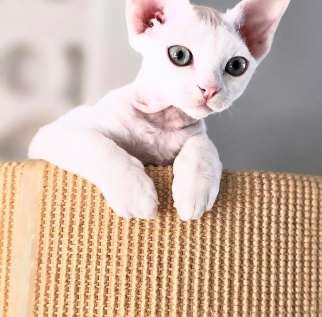 ลูกแมวเดวอนเร็กซ์สีขาว พันธุ์แท้ 100%