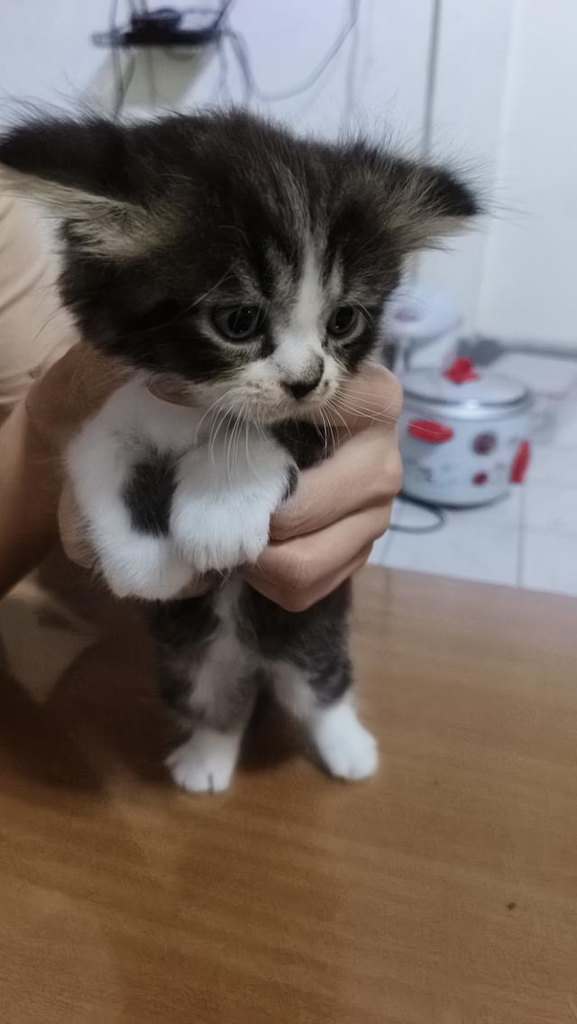 แมวเปอร์เซียแท้ พร้อมย้ายบ้าน ผู้ทั้ง2ตัวครับ 2