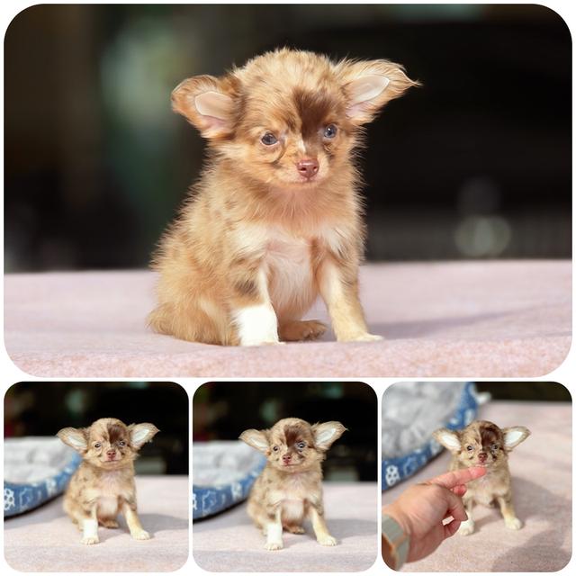 น้องฟุตซอลชิวาวาขนยาวสีช็อคเมอร์ไซส์เล็กหล่อมากพร้อมย้ายบ้านมีส่งปลายทางครับ