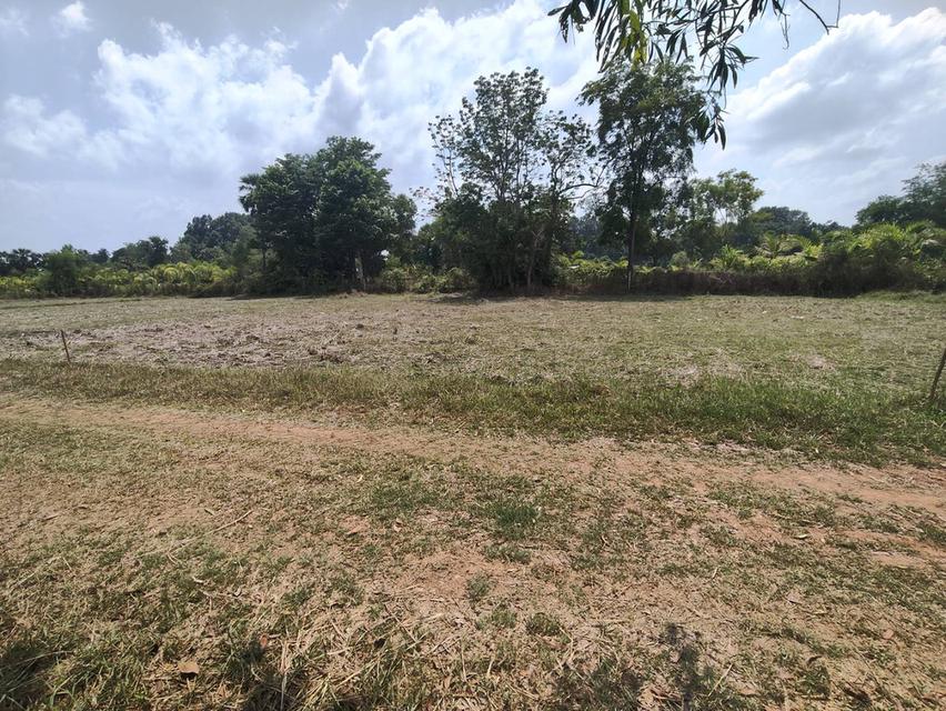 ขายที่ดินเปล่า แถวหนองบุ อุดรธานี 4