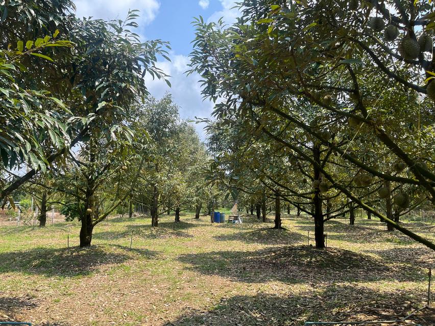 ขายที่ดินสวนทุเรียน อ.แกลง ระยอง ขนาด 1 ไร่ 2 งาน 40 ตร.ว. ต้นทุเรียน 9 ปี ประมาณ  50 ต้น 10