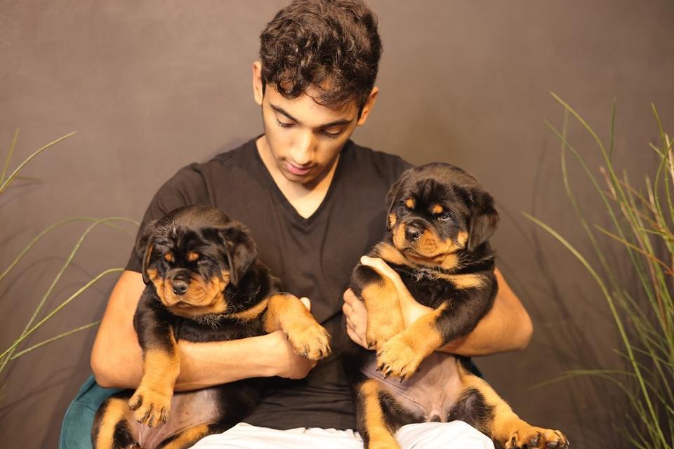 11 weeks old Rottweiler Puppies | ENNXO