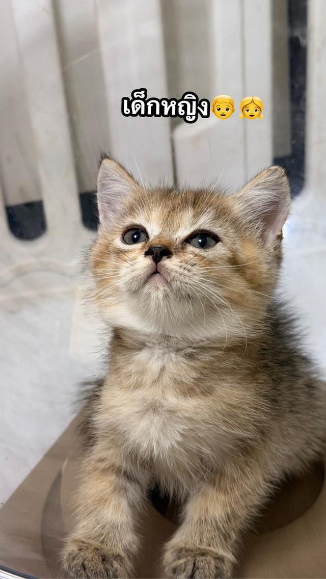 ลูกแมวบริติชช็อตแฮร์