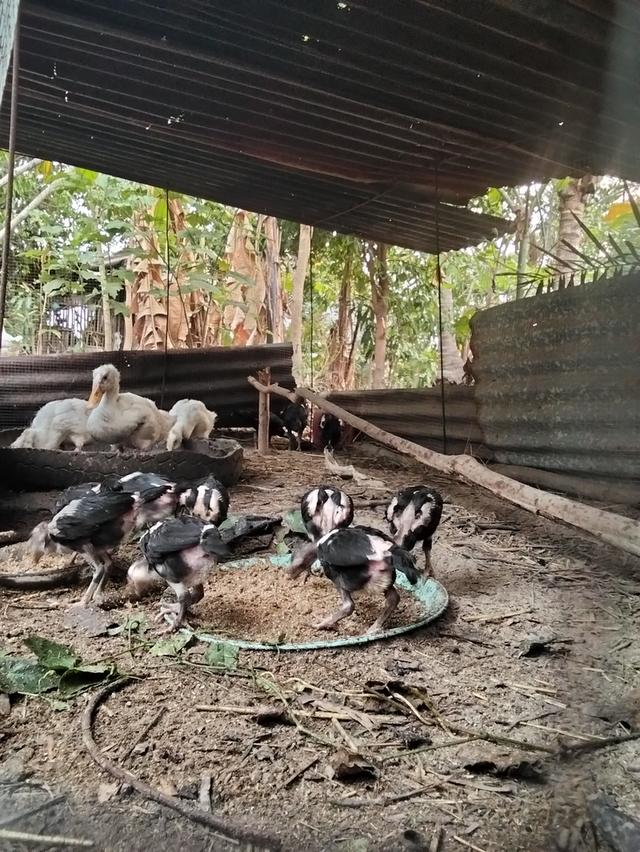ไก่ชนก๋อย3เดือนเลือกเพศได้ รูปที่ 2