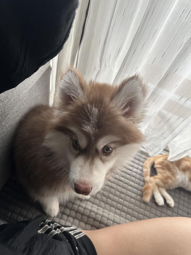 Siberia husky อายุ3เดือน รูปย่อยที่ 3