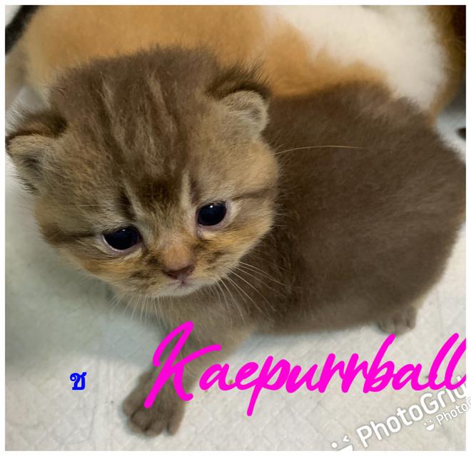 ลูกแมว สก๊อตติชบริชติช