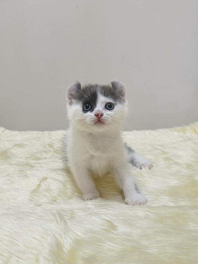 แมว อเมริกันเคิล น้องแมวหูบิน 14