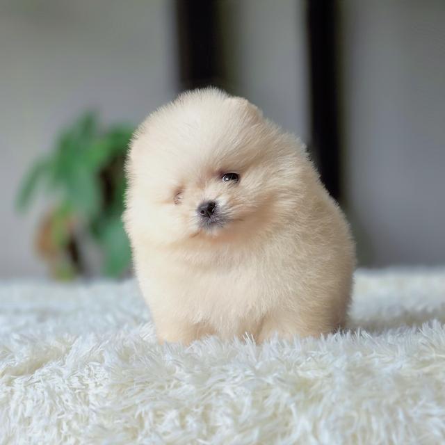 แองเจิ้ลปอมเมอเรเนียนแท้ทีคัพเพศเมีย รูปที่ 4