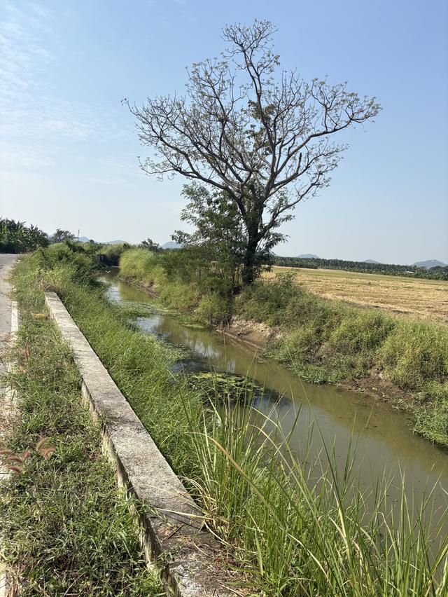 ที่ดิน 6 ไร่ 2 งาน (ติดถนน) ต.คูบัว อ.เมือง จ.ราชบุรี 5