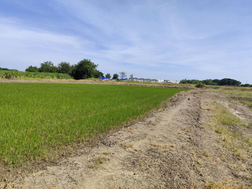 Sale Nice Land 5 Rais Nakhon Pathom suitable for residence and Projects 3