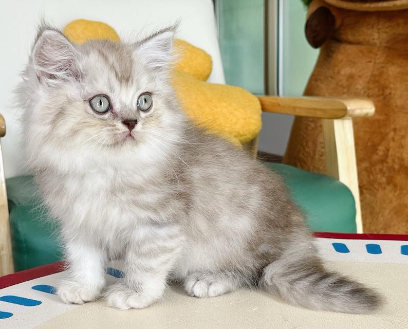 Scottish Boy ราคา 3500 อายุ2 เดือน ฉีดวัคซีนเข็มแรกแล้ว