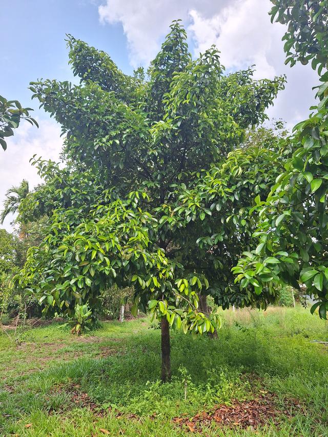 สวนทุเรียนแปลงเล็กระยอง 8